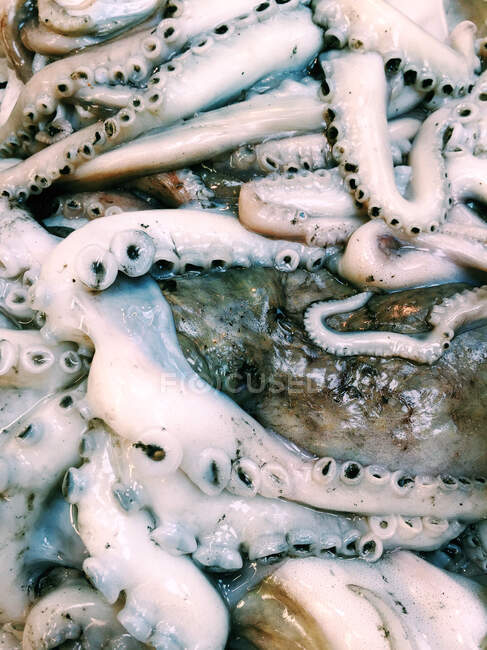 Fresh seafood, squids pile at market — Stock Photo