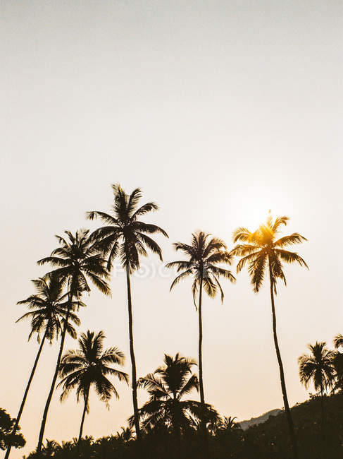 Palmen am Strand bei Sonnenuntergang, Goa, Indien — Stockfoto