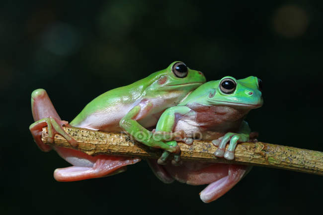 Two Dumpy tree frogs on a branch, blurred background — Stock Photo