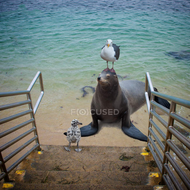 Gaivota de pé sobre uma cabeça de foca na praia — Fotografia de Stock