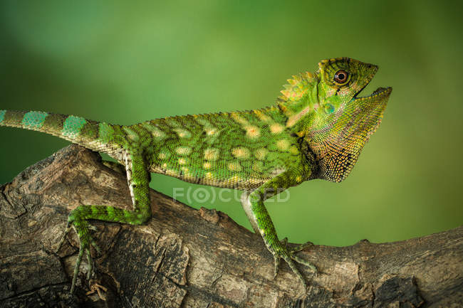 Portrait of a chameleon on a branch closeup, selective focus — Stock Photo