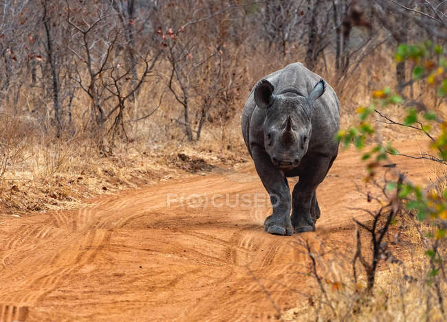 Giovane rinoceronte bianco femmina che cammina lungo una strada sterrata, Zimbabwe — Foto stock