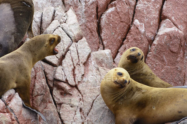 Sea lions on a sandy beach in antarctica — Stock Photo