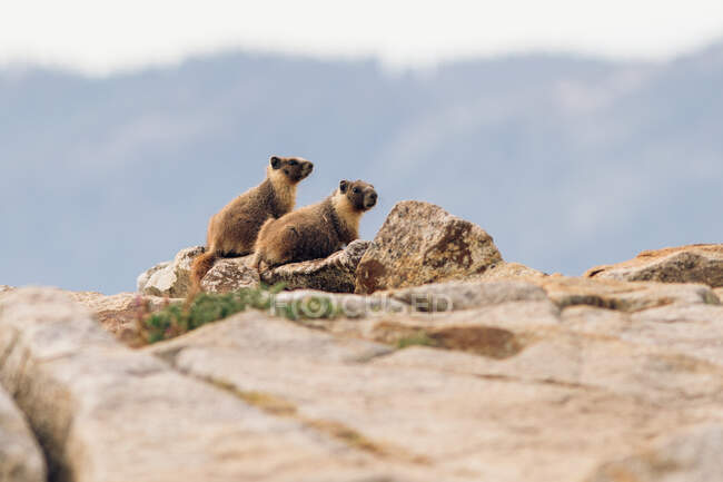 Два бабаки в природному середовищі на скелях. — Stock Photo