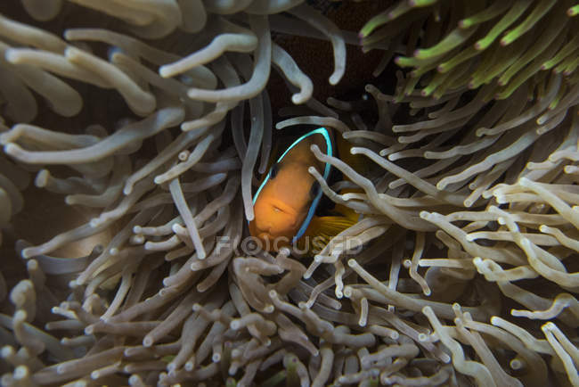 Palhaço escondido em recife de coral, Ilha Lady Elliot, Grande Barreira de Corais, Austrália — Fotografia de Stock