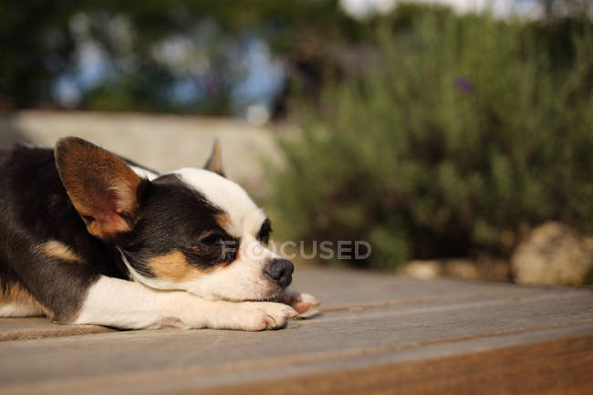 Чихуахуа собака лежит на террасе патио, вид крупным планом — стоковое фото