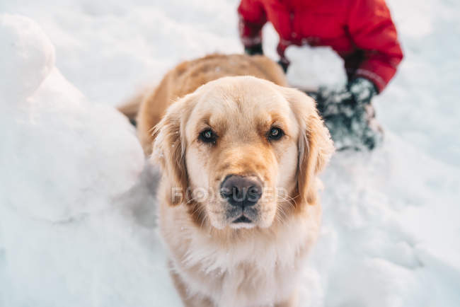 Menino e seu cão golden retriever brincando na neve — Fotografia de Stock