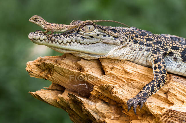 Lizard sitting on a crocodile, closeup view, selective focus — Stock Photo
