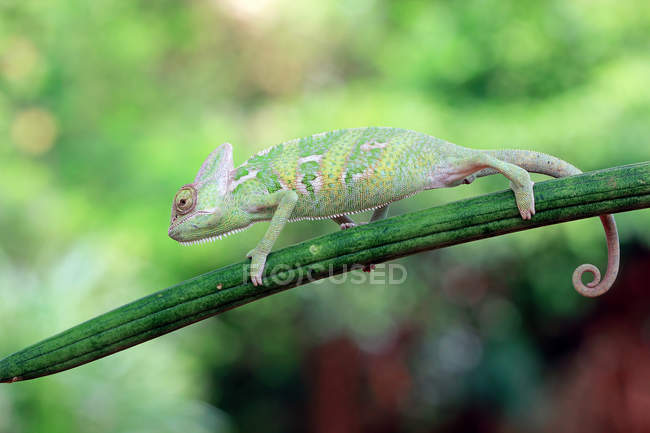 Vista laterale di Chameleon su un ramo, messa a fuoco selettiva — Foto stock