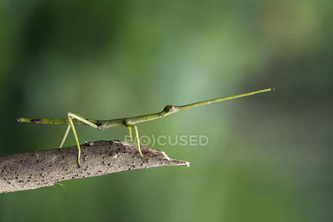 Stick insect on a branch against blurred background — Stock Photo