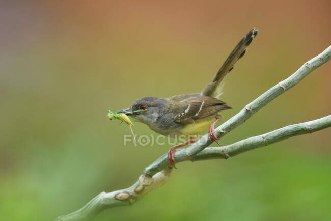 Bellissimo uccello su un ramo con cavalletta in becco — Foto stock
