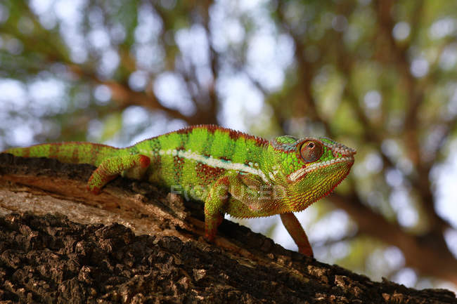 Chameleon panther on branch, selective focus — Stock Photo
