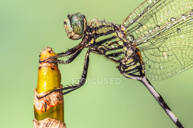 Retrato de una libélula mojada sobre una planta sobre fondo borroso - foto de stock