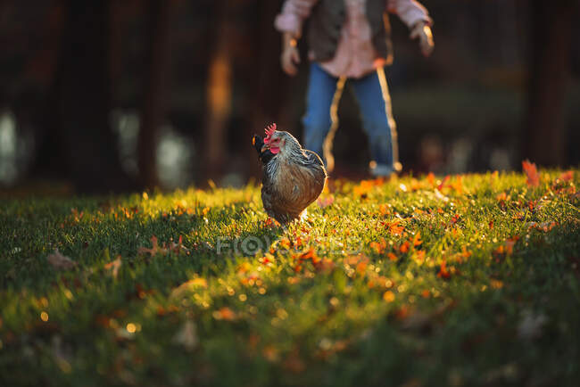 Boy standing in a garden playing with at a chicken, United States — Stock Photo