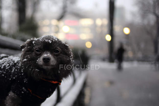 Собака чихуахуа, стоящая на скамейке в снегу, Манхэттен, Нью-Йорк, Америка, США — стоковое фото
