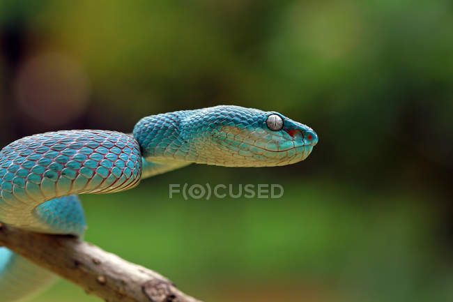 Vista lateral de la hermosa serpiente víbora azul, enfoque selectivo - foto de stock
