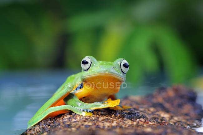Яванская лягушка, сидящая на ветке, размытый фон — стоковое фото