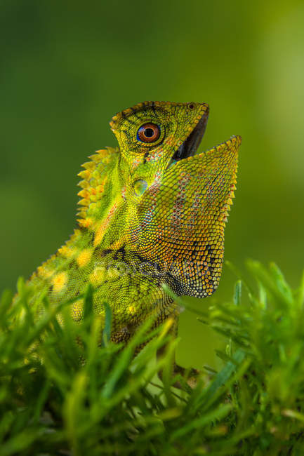 Retrato de um camaleão, vista de perto, foco seletivo — Fotografia de Stock