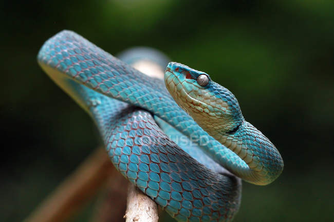 Serpente vipera blu su un ramo, sfondo sfocato — Foto stock