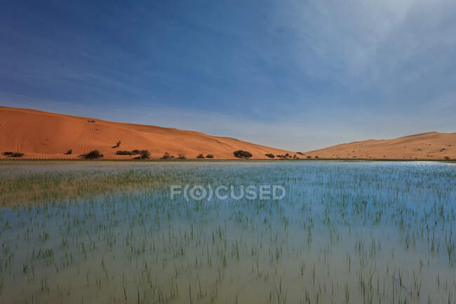 Paisaje del desierto después de las lluvias, Arabia Saudita - foto de stock