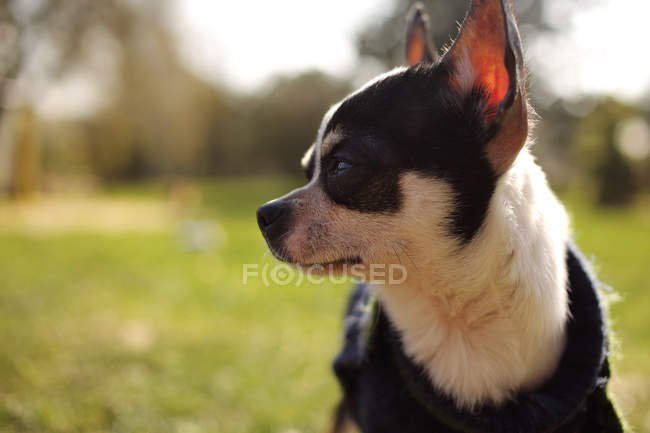 Porträt eines kurzhaarigen Chihuahua-Hundes, verschwommener Hintergrund — Stockfoto