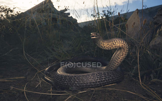 Serpiente marrón oriental lista para atacar - foto de stock