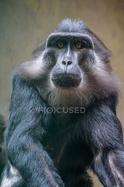 Retrato de primer plano de un macaco tonkeano, Sulawesi, Indonesia - foto de stock