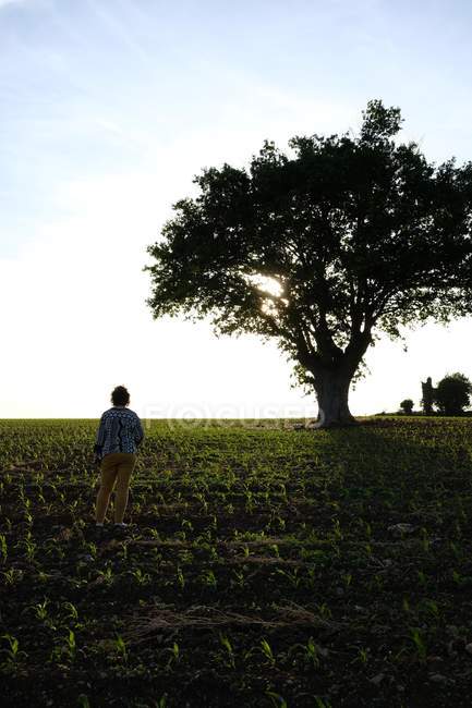 Женщина, стоящая в поле и смотрящая на дуб — стоковое фото