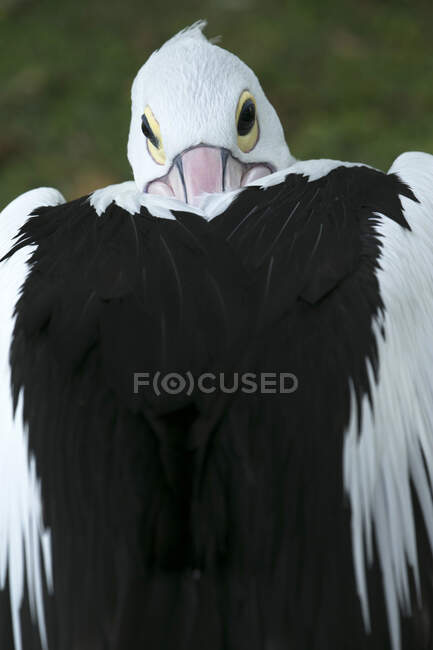 Primer plano plano de pájaro blanco y negro - foto de stock
