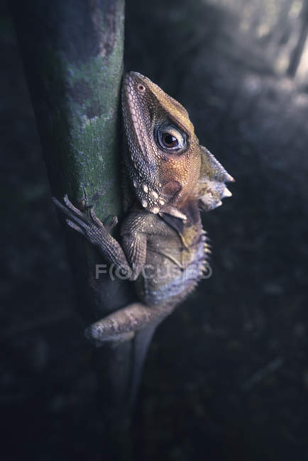Boyd's Forest Dragon on a tree, closeup view, selective focus — Stock Photo