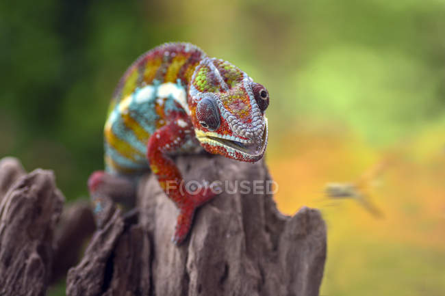 Chameleon trying to catch a dragonfly, selective focus — Stock Photo