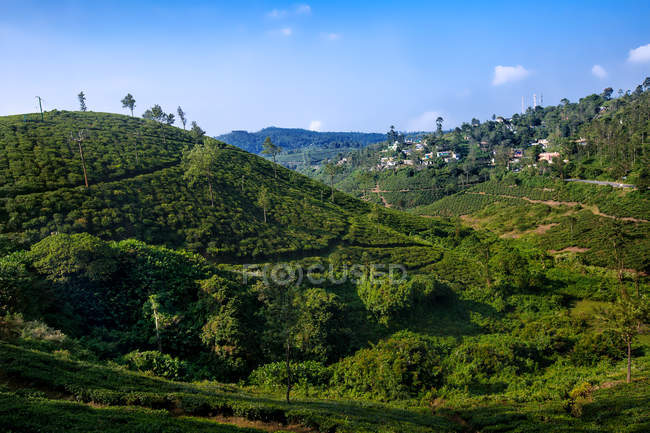 Vista de los jardines de especias y la plantación de té, Kumily, Thekkady, Kerala, India del Sur - foto de stock