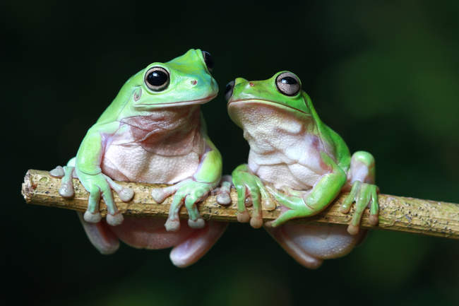 Two Dumpy tree frogs on a branch, blurred background — Stock Photo