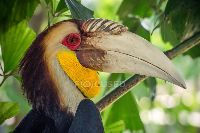 Retrato de pássaro Hornbill na selva contra fundo borrado — Fotografia de Stock