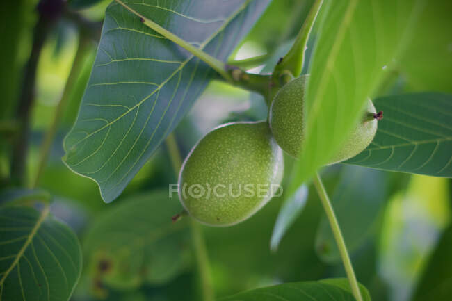 Green walnuts growing on a tree — Stock Photo