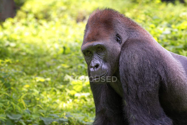 Ritratto di un gorilla argentato della pianura occidentale nella giungla, Indonesia — Foto stock