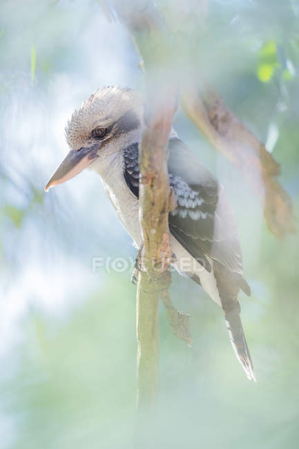 Ride kookaburra appollaiato su un ramo sullo sfondo sfocato — Foto stock