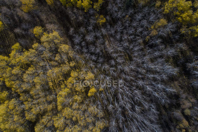 Vista aérea de uma floresta verde, Canadá — Fotografia de Stock