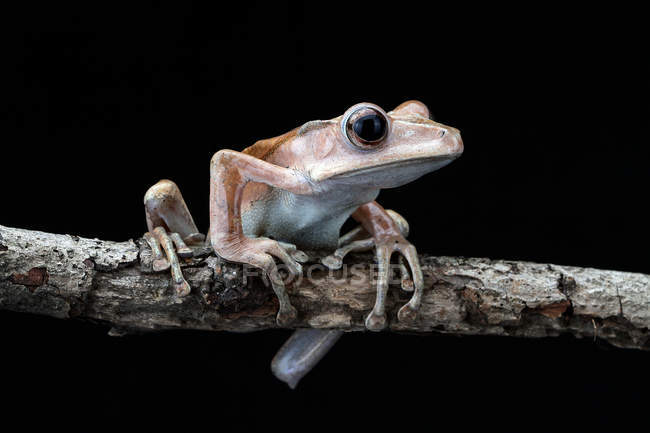 Eared tree frog on branch, black background — Stock Photo