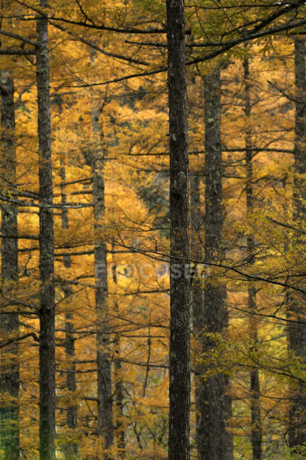 Осенний лес с деревьями и листьями — стоковое фото