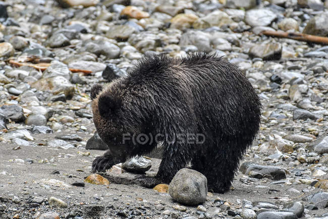 Célèbre ourson grizzli brun en pleine nature — Photo de stock
