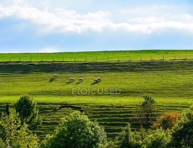 Vue panoramique du troupeau de moutons dans un champ, Suisse — Photo de stock