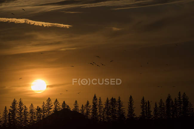 Malerischer Blick auf den ländlichen Wald Sonnenuntergang, Kanada — Stockfoto