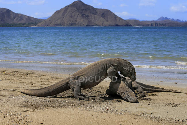 Dois dragões komodo na praia, vista close-up, foco seletivo — Fotografia de Stock