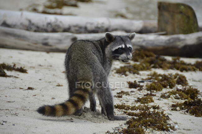 Funny raccoon on sandy beach surface — Stock Photo