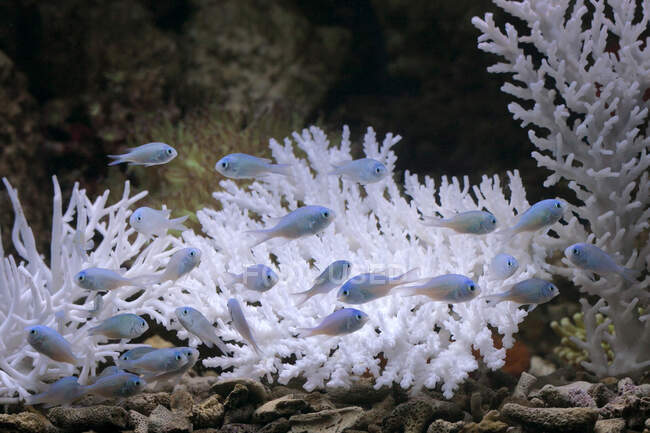 Hermoso mundo submarino arrecife de coral en el acuario - foto de stock