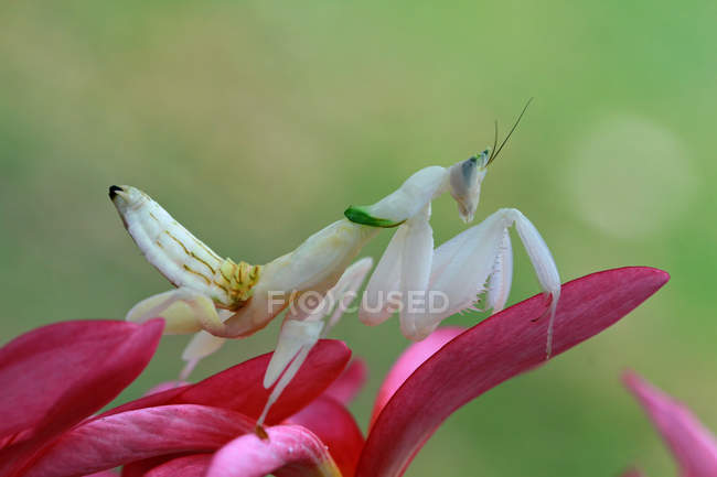 Vista de cerca de la mantis de la orquídea en una flor sobre fondo borroso - foto de stock