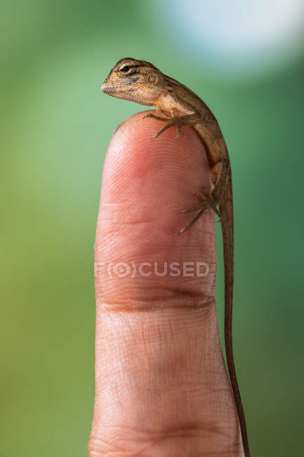 Lucertola schiusa su un dito umano, vista da vicino, messa a fuoco selettiva — Foto stock