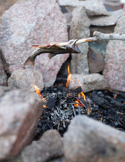 Fish roasting on stick over bonfire — Stock Photo