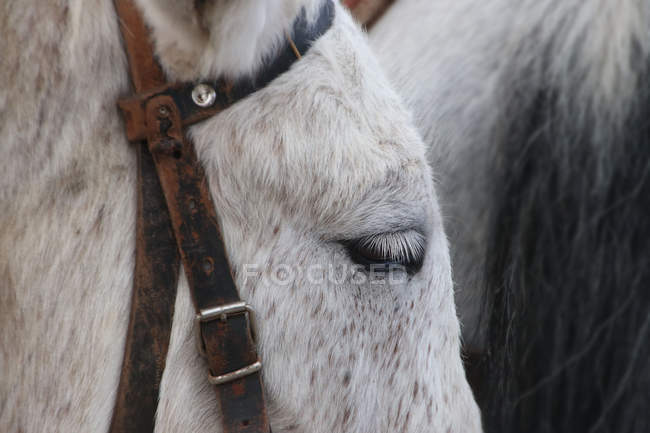 Vista de cerca de una cabeza de burro blanco - foto de stock